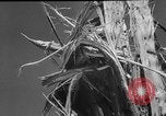 Immagine di Tornado United States USA, 1953, secondo 12 filmato di repertorio 65675049152