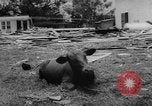 Image of hurricane Audrey Louisiana United States USA, 1957, second 20 stock footage video 65675049170