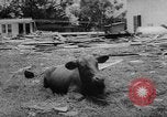 Image of hurricane Audrey Louisiana United States USA, 1957, second 21 stock footage video 65675049170