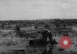 Image of hurricane Audrey Louisiana United States USA, 1957, second 25 stock footage video 65675049170