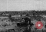 Image of hurricane Audrey Louisiana United States USA, 1957, second 26 stock footage video 65675049170