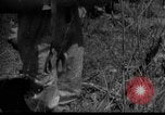Immagine di Forze sovietiche Kuban Unione Sovietica, 1944, secondo 10 filmato di repertorio 65675049252