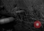 Immagine di Forze sovietiche Kuban Unione Sovietica, 1944, secondo 35 filmato di repertorio 65675049252