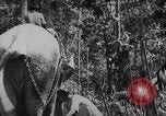 Image of elephants Burma, 1944, second 18 stock footage video 65675049258