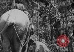 Image of elephants Burma, 1944, second 19 stock footage video 65675049258
