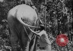 Image of elephants Burma, 1944, second 20 stock footage video 65675049258