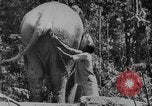 Image of elephants Burma, 1944, second 21 stock footage video 65675049258