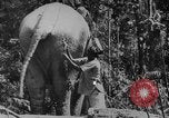 Image of elephants Burma, 1944, second 22 stock footage video 65675049258