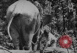 Image of elephants Burma, 1944, second 23 stock footage video 65675049258