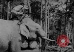 Image of elephants Burma, 1944, second 29 stock footage video 65675049258