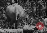 Image of elephants Burma, 1944, second 30 stock footage video 65675049258