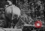 Image of elephants Burma, 1944, second 31 stock footage video 65675049258