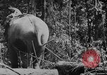 Image of elephants Burma, 1944, second 32 stock footage video 65675049258