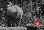 Image of elephants Burma, 1944, second 33 stock footage video 65675049258