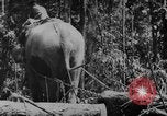 Image of elephants Burma, 1944, second 34 stock footage video 65675049258