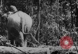Image of elephants Burma, 1944, second 35 stock footage video 65675049258