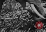 Image of elephants Burma, 1944, second 37 stock footage video 65675049258
