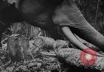 Image of elephants Burma, 1944, second 38 stock footage video 65675049258