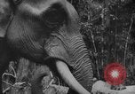 Image of elephants Burma, 1944, second 39 stock footage video 65675049258