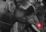 Image of elephants Burma, 1944, second 40 stock footage video 65675049258