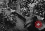 Image of elephants Burma, 1944, second 41 stock footage video 65675049258