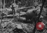 Image of elephants Burma, 1944, second 43 stock footage video 65675049258
