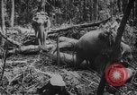 Image of elephants Burma, 1944, second 44 stock footage video 65675049258