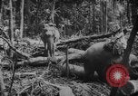 Image of elephants Burma, 1944, second 45 stock footage video 65675049258