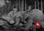 Image of elephants Burma, 1944, second 56 stock footage video 65675049258