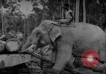 Image of elephants Burma, 1944, second 60 stock footage video 65675049258