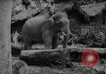 Image of elephants Burma, 1944, second 61 stock footage video 65675049258
