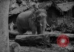Image of elephants Burma, 1944, second 62 stock footage video 65675049258