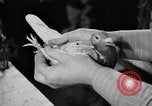 Image National Race Pigeon Marietta Ohio USA, 1938, de la seconde 8 séquences d'archives historiques vidéo 65675049432