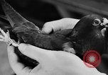 Image National Race Pigeon Marietta Ohio USA, 1938, de la seconde 13 séquences d'archives historiques vidéo 65675049432