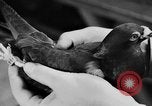 Image National Race Pigeon Marietta Ohio USA, 1938, de la seconde 14 séquences d'archives historiques vidéo 65675049432