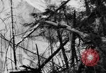 Image feu de forêt Olympic Peninsula Washington USA, 1938, de la seconde 13 séquences d'archives historiques vidéo 65675049442