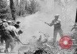 Image feu de forêt Olympic Peninsula Washington USA, 1938, de la seconde 15 séquences d'archives historiques vidéo 65675049442