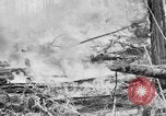 Image feu de forêt Olympic Peninsula Washington USA, 1938, de la seconde 21 séquences d'archives historiques vidéo 65675049442