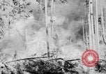 Image feu de forêt Olympic Peninsula Washington USA, 1938, de la seconde 22 séquences d'archives historiques vidéo 65675049442