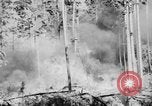 Image feu de forêt Olympic Peninsula Washington USA, 1938, de la seconde 23 séquences d'archives historiques vidéo 65675049442