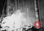 Image feu de forêt Olympic Peninsula Washington USA, 1938, de la seconde 38 séquences d'archives historiques vidéo 65675049442
