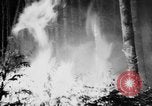 Image feu de forêt Olympic Peninsula Washington USA, 1938, de la seconde 39 séquences d'archives historiques vidéo 65675049442