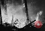 Image feu de forêt Olympic Peninsula Washington USA, 1938, de la seconde 41 séquences d'archives historiques vidéo 65675049442