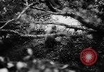 Image of German forces battle Allies in Normandy France, 1944, second 48 stock footage video 65675049506