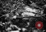 Image of German forces battle Allies in Normandy France, 1944, second 49 stock footage video 65675049506