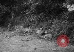 Image of German forces battle Allies in Normandy France, 1944, second 52 stock footage video 65675049506