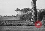 Standbild 19 deutschen Armee Panzer Panzer Korps Frankreich, 1940, aus Sekunde 59 historischem Filmmaterial Videoclip 65675049508