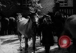 Immagine di Equitazione Germania, 1944, secondo 29 filmato di repertorio 65675049530