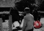 Immagine di Equitazione Germania, 1944, secondo 46 filmato di repertorio 65675049530