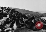Image of seal patrol Pacific Ocean, 1935, second 32 stock footage video 65675049565